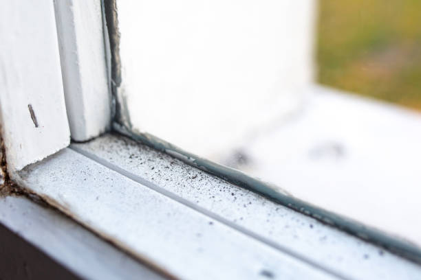 Best Environmental Consulting for Mold Prevention  in Ranchester, WY