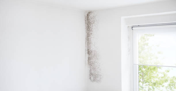Best Residential Mold Inspection & Testing  in Ranchester, WY