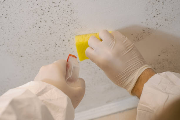 Best Basement Mold Removal  in Ranchester, WY
