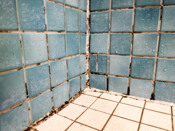 Trusted Ranchester, WY Mold Removal Experts